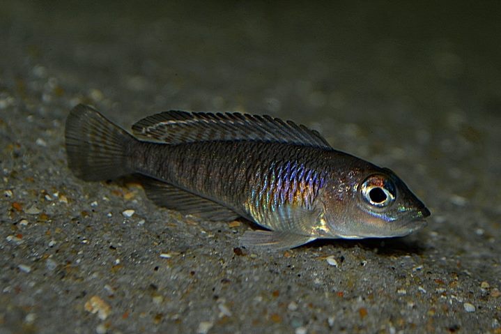 Lamprologus signatus (unknown locality)