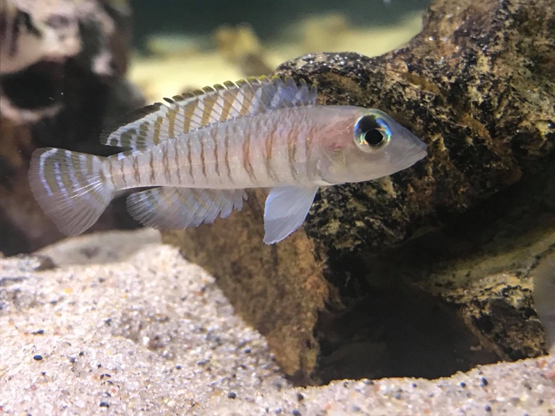 Lamprologus signatus (unknown locality)