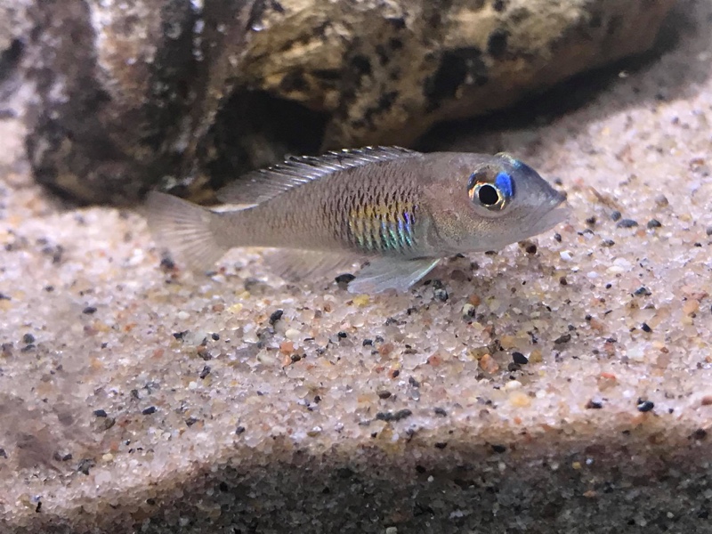 Lamprologus signatus (unknown locality)