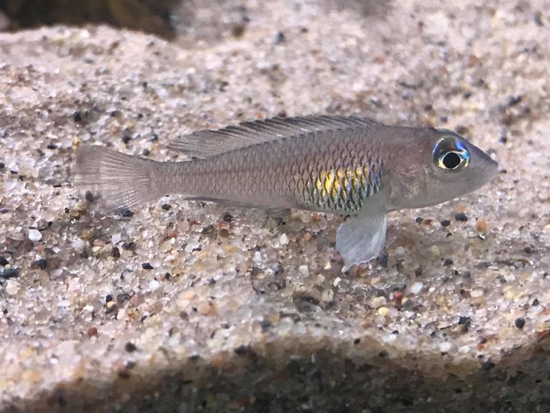 Lamprologus signatus (unknown locality)