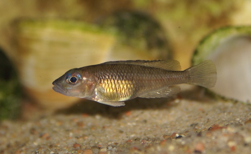 Lamprologus signatus (unknown locality)