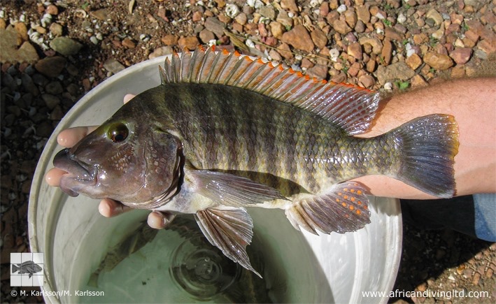 Lobochilotes labiatus 'Udachi'