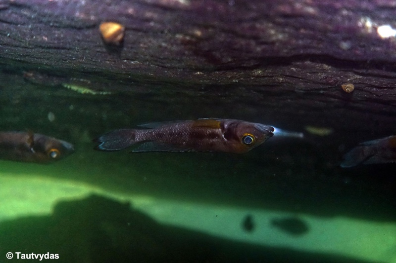 Neolamprologus furcifer 'Mvuna Island'