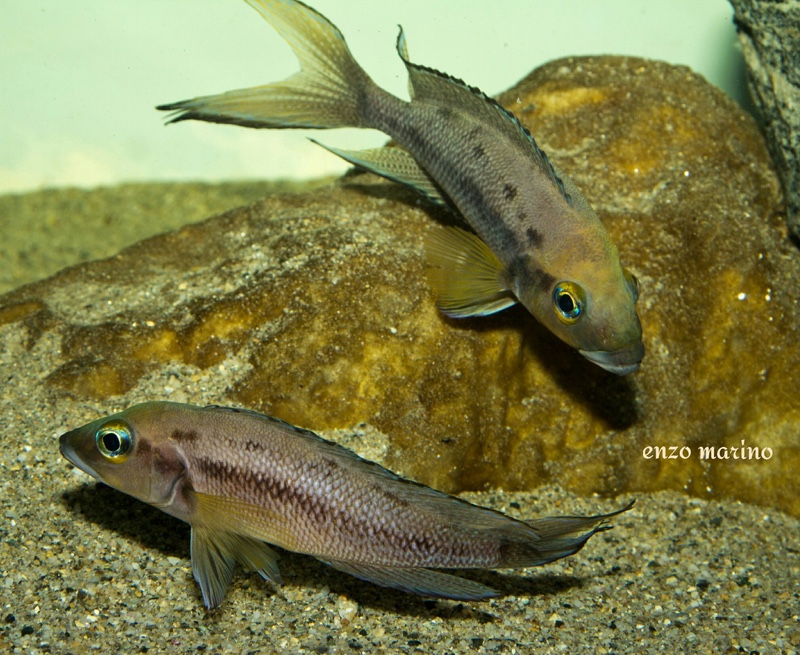 Neolamprologus furcifer (unknown locality)