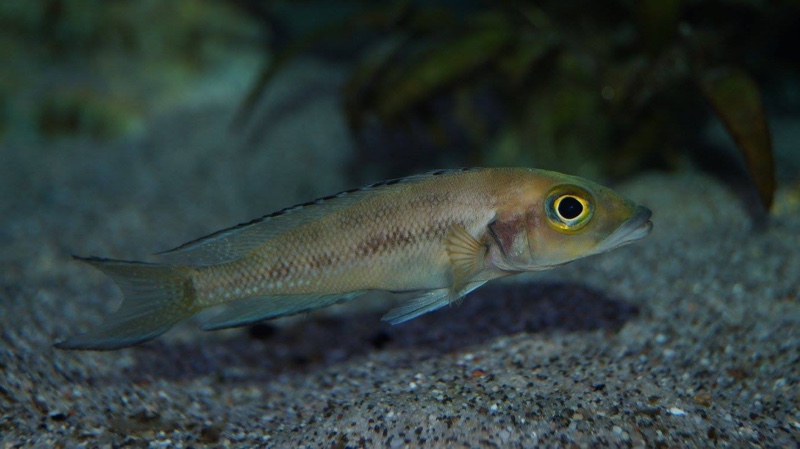 Neolamprologus furcifer (unknown locality)