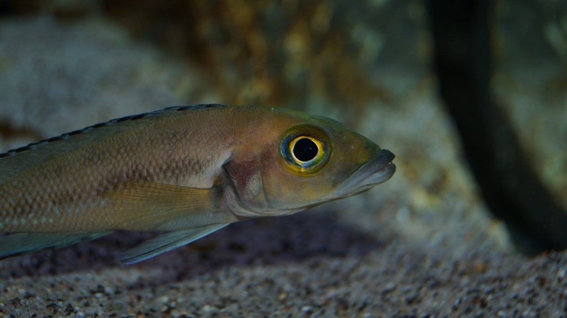 Neolamprologus furcifer (unknown locality)