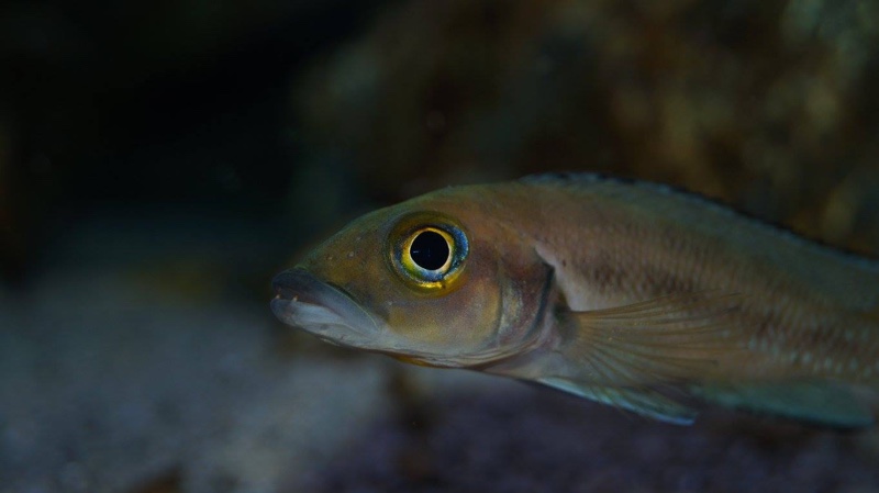 Neolamprologus furcifer (unknown locality)