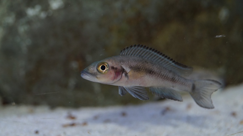 Neolamprologus furcifer (unknown locality)
