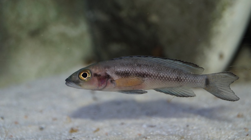 Neolamprologus furcifer (unknown locality)