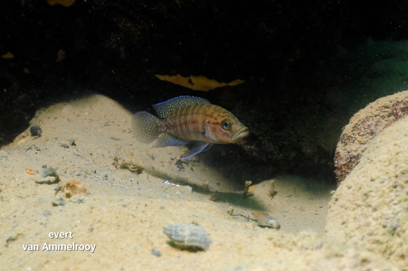 Neolamprologus obscurus 'Kasenga'