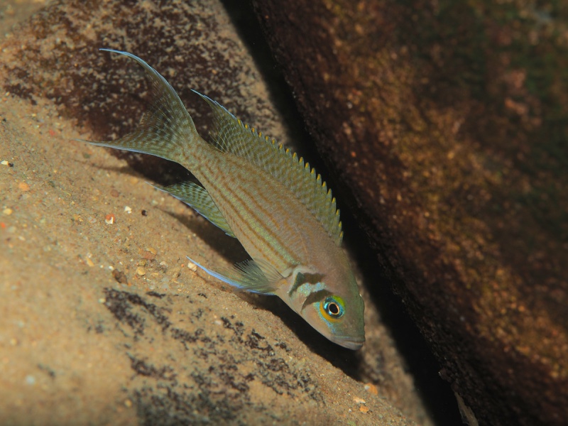Neolamprologus pulcher 'Muzi'