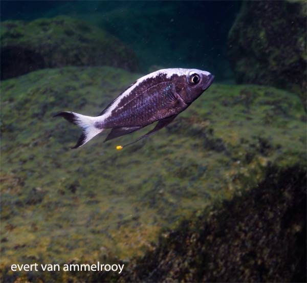 Ophthalmotilapia sp. 'whitecap' Cape Kabogo; Ophthalmotilapia ventralis ...