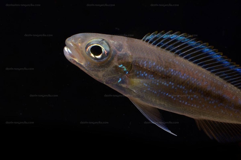 Perissodus paradoxus (unknown locality); Plecodus paradoxus (unknown ...