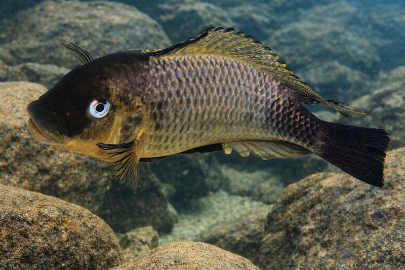 Petrochromis famula 'Zongwe'