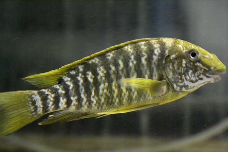 Petrochromis macrognathus 'Chituta Bay'