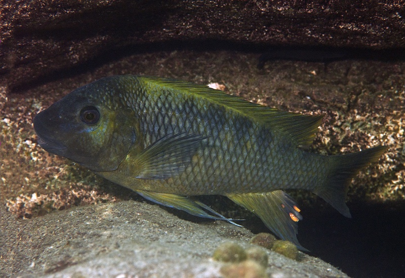 Petrochromis sp. 'karema' Kansombo