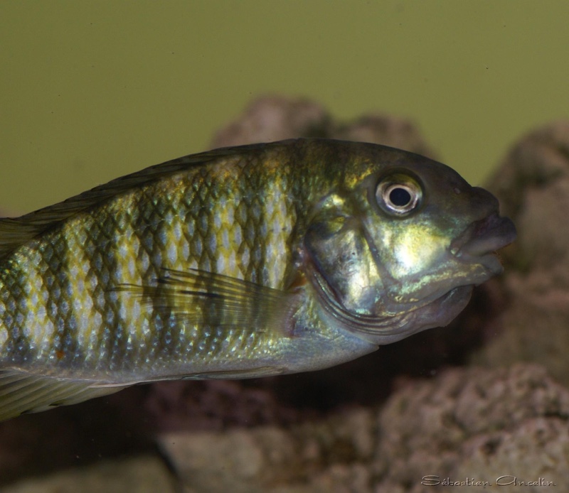 Petrochromis sp. 'Kasumbe' Halembe