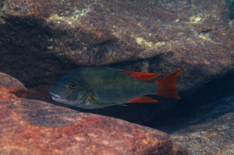 Petrochromis sp. 'texas red' Cape Caramba