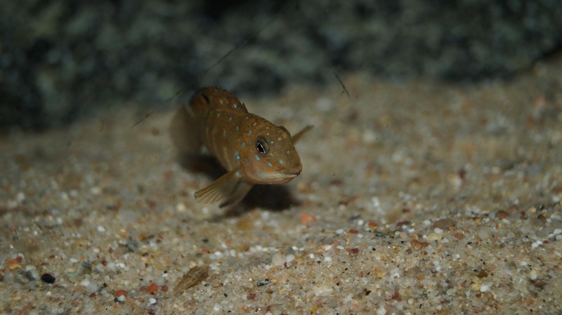 Tanganicodus irsacae 'Katonga'