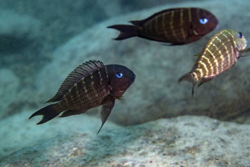 Tropheus polli 'Sibwesa' ; Tropheus annectens 'Sibwesa'