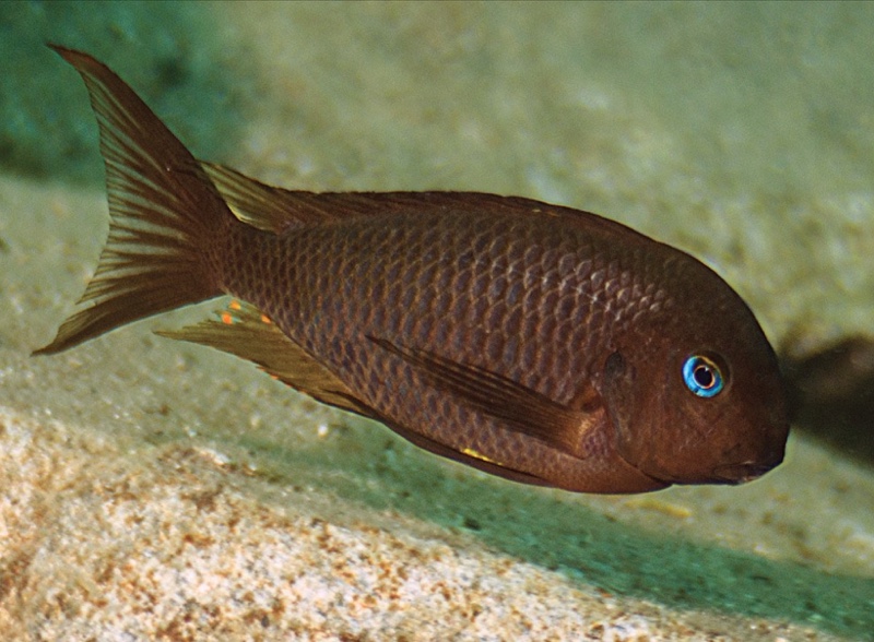 Tropheus sp. 'crescentic' Kilima; Tropheus sp. 'lunatus' Kilima