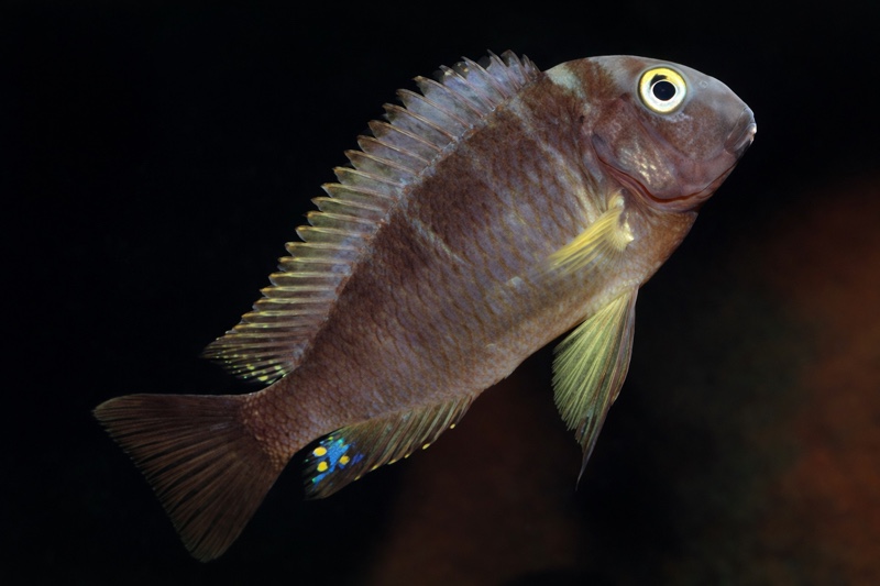 Tropheus sp. 'lukuga' Karilani Island; (Kushaganaza); Tropheus ...