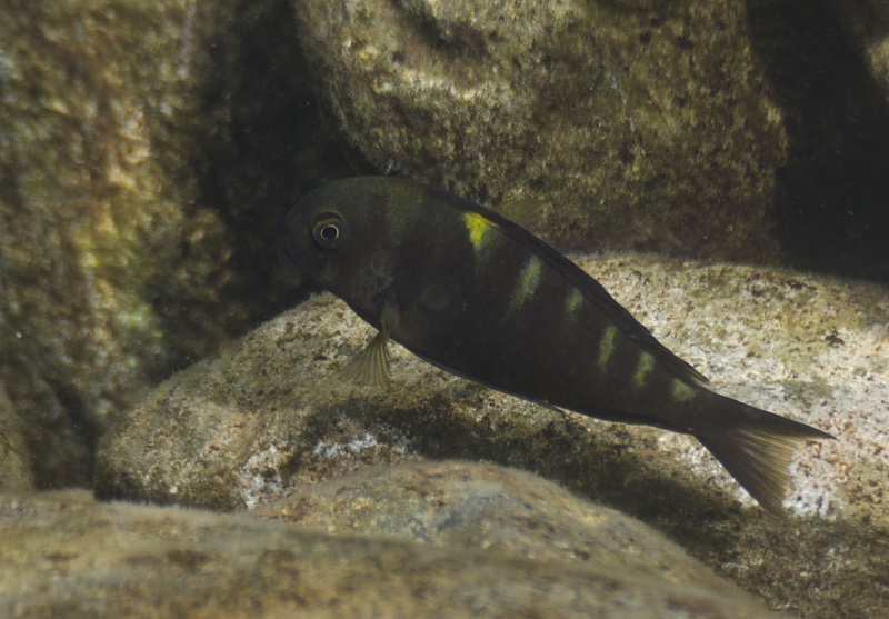 Tropheus sp. 'lukuga' Rubumba; Tropheus brichardi 'Rubumba'