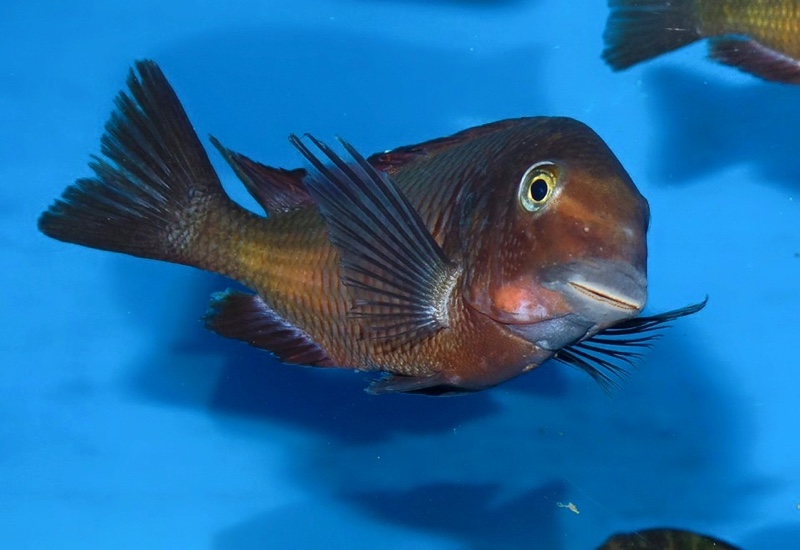 Tropheus sp. 'red' Ndole Bay; Red Zambia Moorii