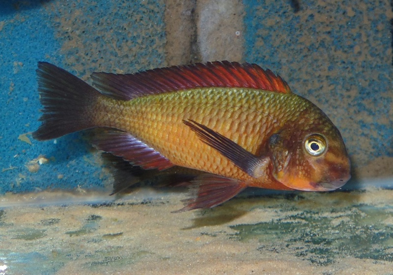 Tropheus sp. 'red' Ndole Bay; Red Zambia Moorii