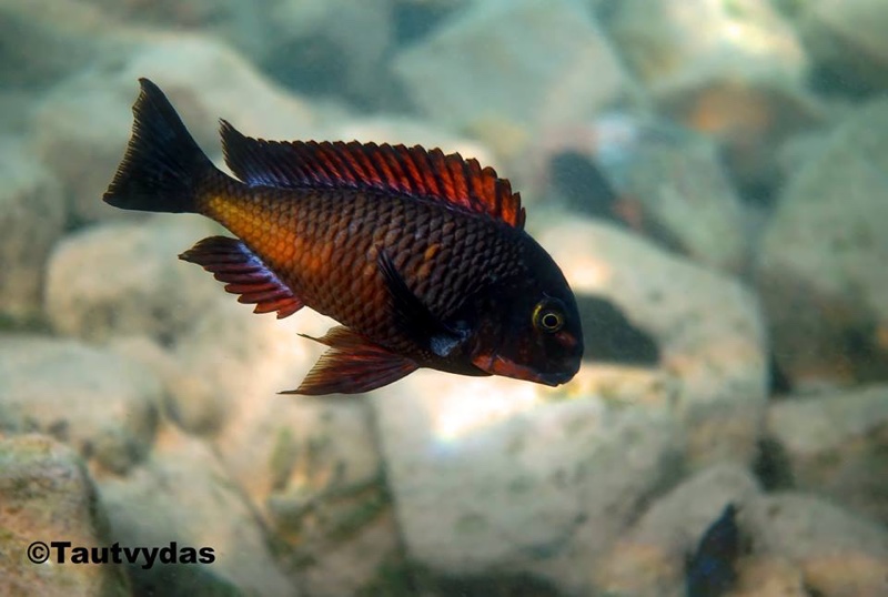 Tropheus sp. 'red' Ndole Bay; Red Zambia Moorii