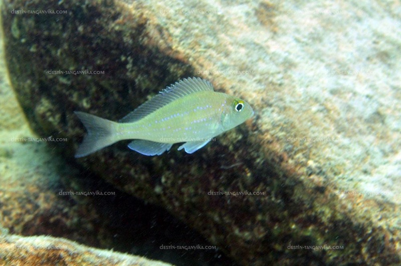 Xenotilapia spilopterus 'Kipili'