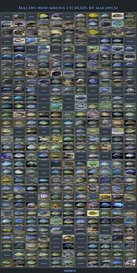 Malawi Non-Mbuna Poster