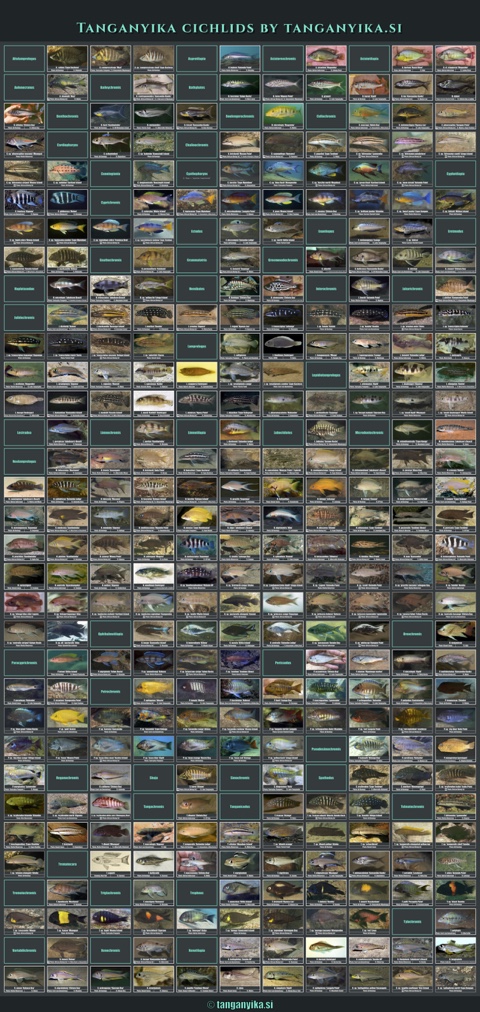 Tanganyika Cichlids Poster