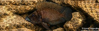 Altolamprologus calvus 'Black Congo'.jpg