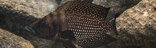 Altolamprologus calvus (Black Pectoral)