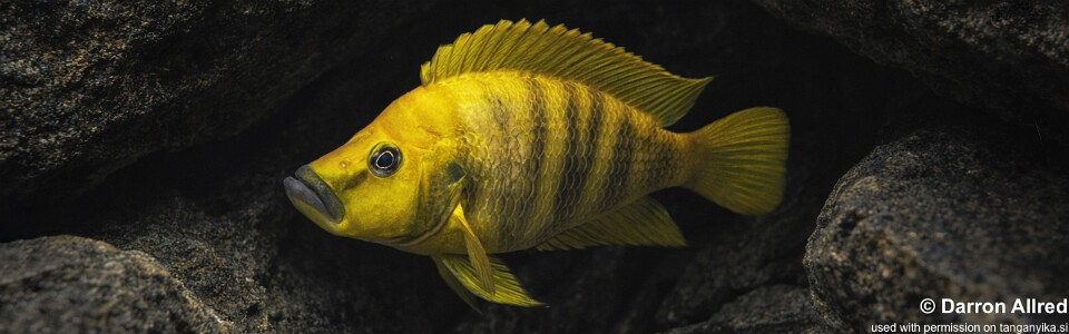 Altolamprologus compressiceps 'Mwela'