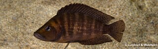 Altolamprologus compressiceps &#39;Jakobsen&#39;s Beach&#39;