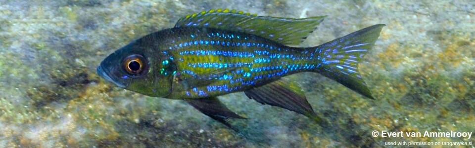 Aulonocranus dewindti 'Kala Bay'