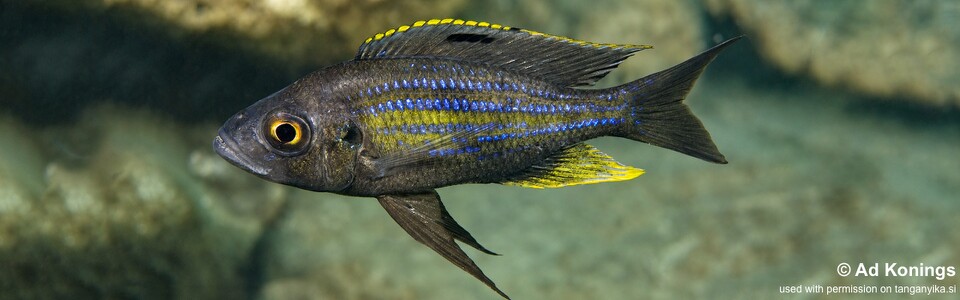 Aulonocranus dewindti 'Kamamba Island'