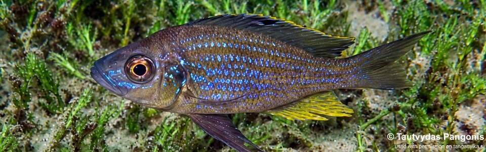 Aulonocranus dewindti 'Sibwesa'
