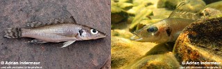 Baileychromis centropomoides