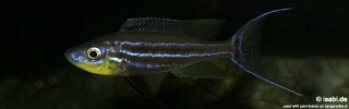 Benthochromis horii (Zambia)