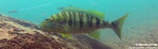Boulengerochromis microlepis &#39;Silaf Rocks&#39;