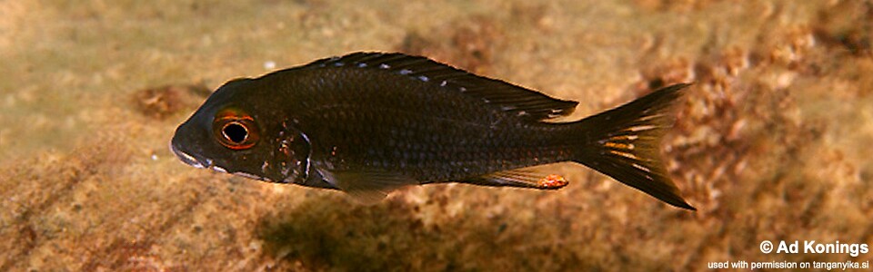 Callochromis macrops 'Isanga Bay'