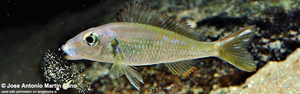 Callochromis sp. 'pleurospilus tanzania' (unknown locality)