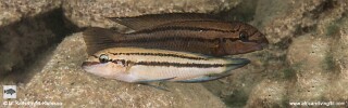 Chalinochromis sp. &#39;bifrenatus striped&#39; Katondo Point, Cape Mpimbwe