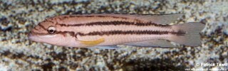Chalinochromis sp. &#39;bifrenatus striped&#39; Mkinga Bay