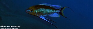 Cyathopharynx furcifer &#39;Kamazile Bay&#39;