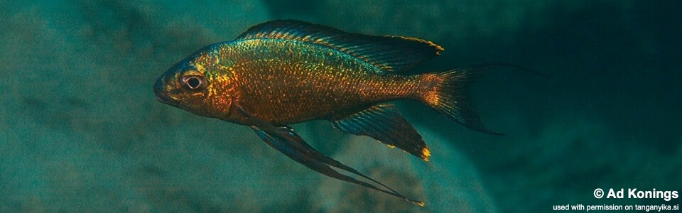 Cyathopharynx sp. 'green flush' Mboko Island<br><font color=gray>Cyathopharynx foae 'Mboko Island'</font>