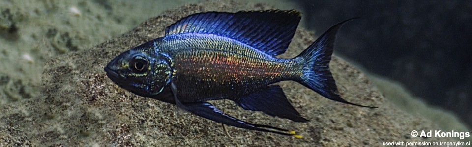 Cyathopharynx sp. 'green flush' Bilila (Kavala) Island<br><font color=gray>Cyathopharynx foae 'Bilila (Kavala) Island'</font>